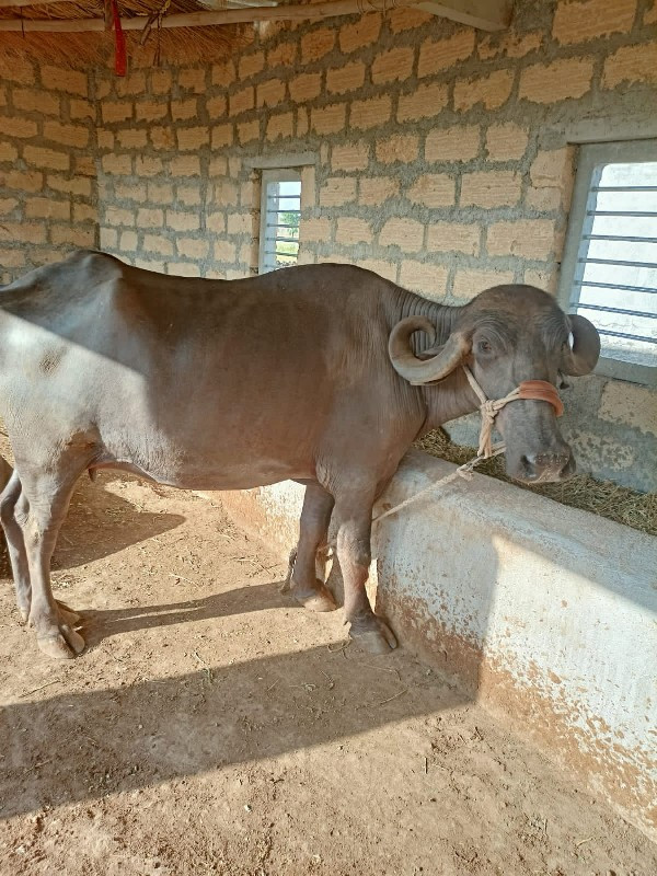 ખડેલી વેચવાની છ...