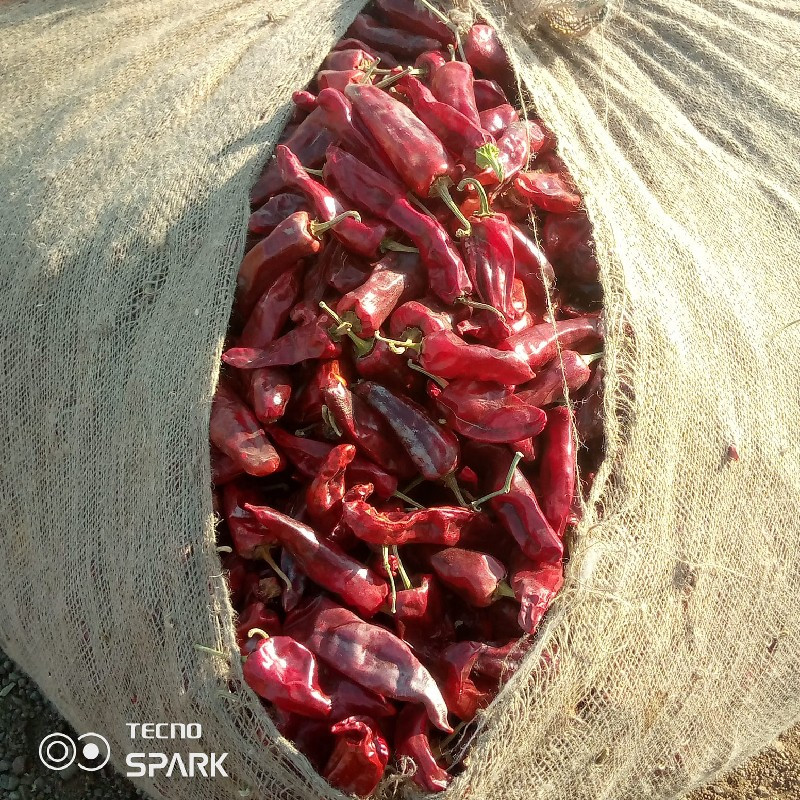 રેશમ‌પટટો દેસી...