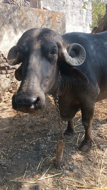ડોઢ મહિના વાર છ...