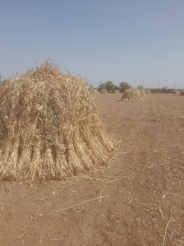 ગુંદરીની નિરાણ