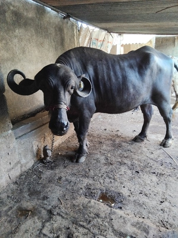 ખડેલીવેશવાની છે