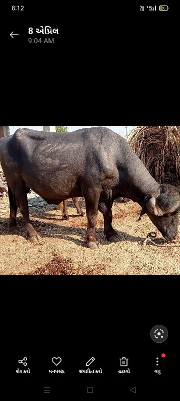 પાડો.હાઇટ.ફુલ