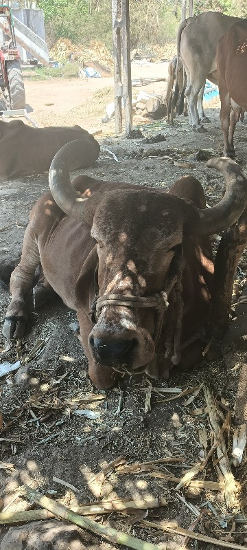 ગાય વેંચવા ની છ...