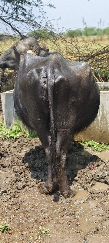 ખડેલી વેચવા ની...