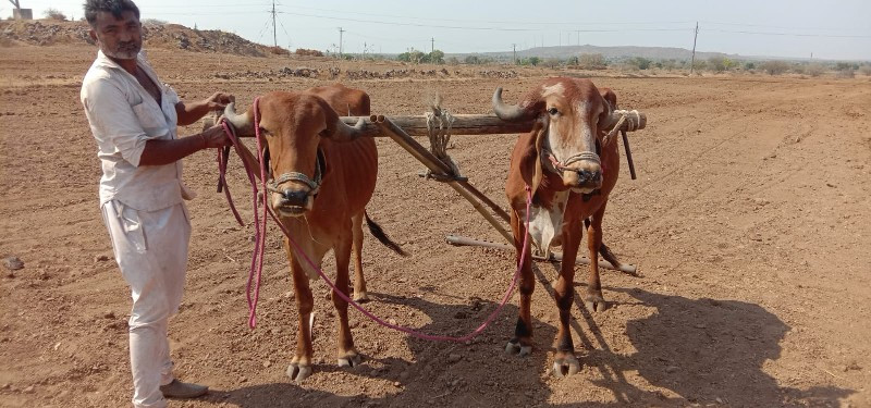 ઘોઢલવેસાવસેહાકલ...