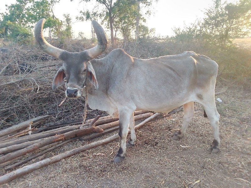 બળદ