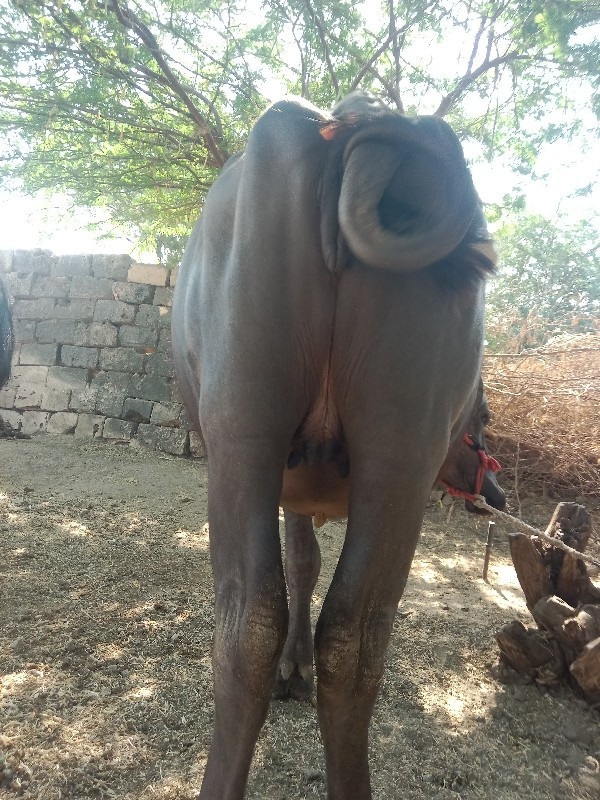 પેલા વેતનિ