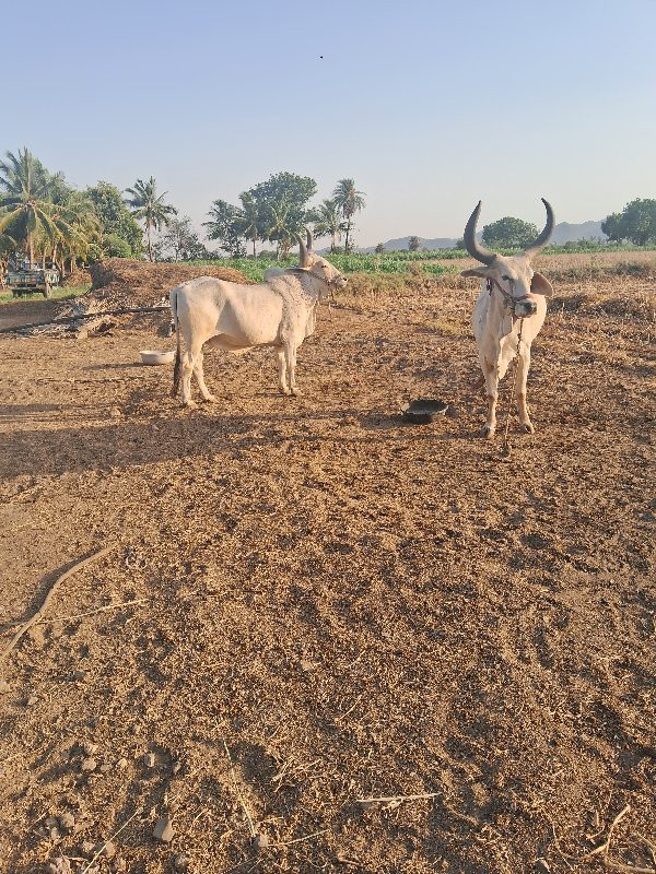 ગોઢલા વેસવા ના...