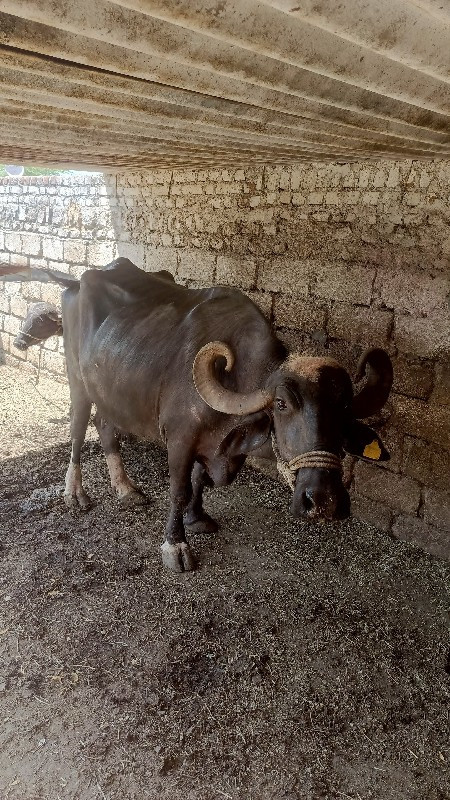 ભેસવેચવાનીછે