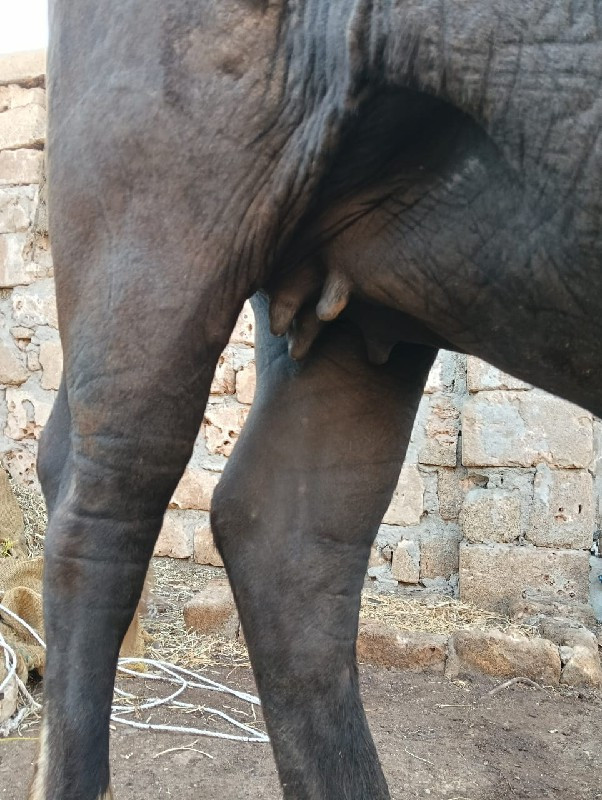 ભેંસ વેસવાની‌છે