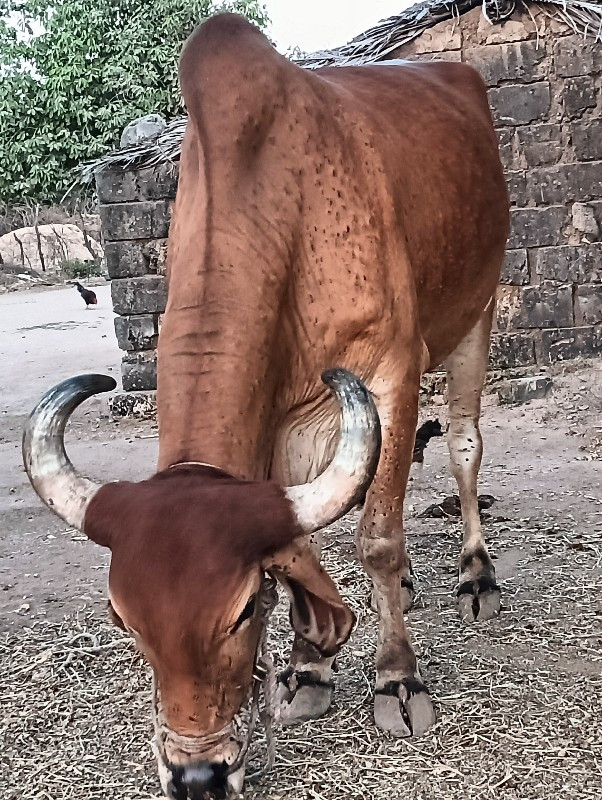 બરધ વેસવા નો છે
