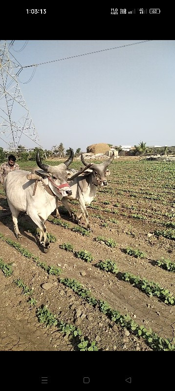 ગોંઢલા વેચવાનાછ...