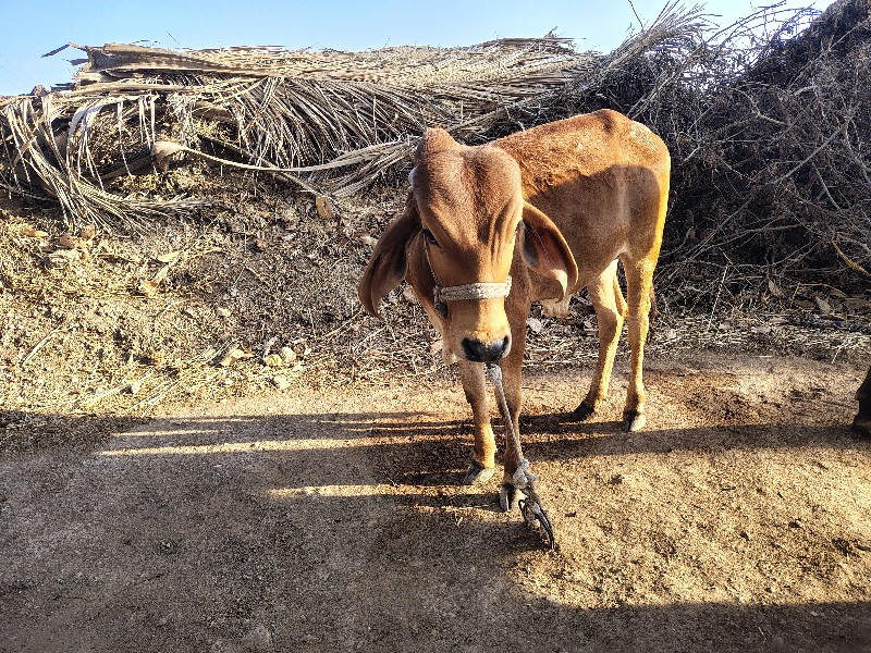 વાચડો