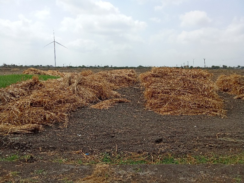 જુવાર ના પુળા વ...