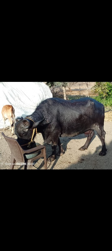 ભેંશ વેચવાની છે...