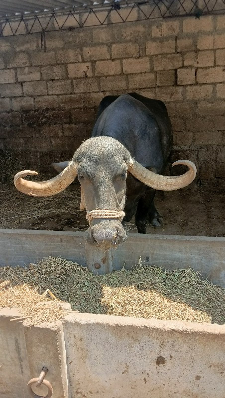 ભેંસ વેચવાની છે...