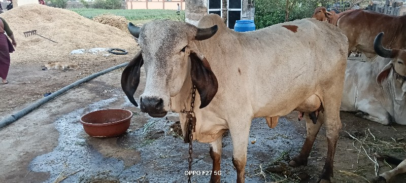 પેલવેતરી હોડકી...