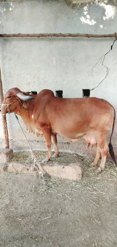 ગીર ગાય વેચવાની...