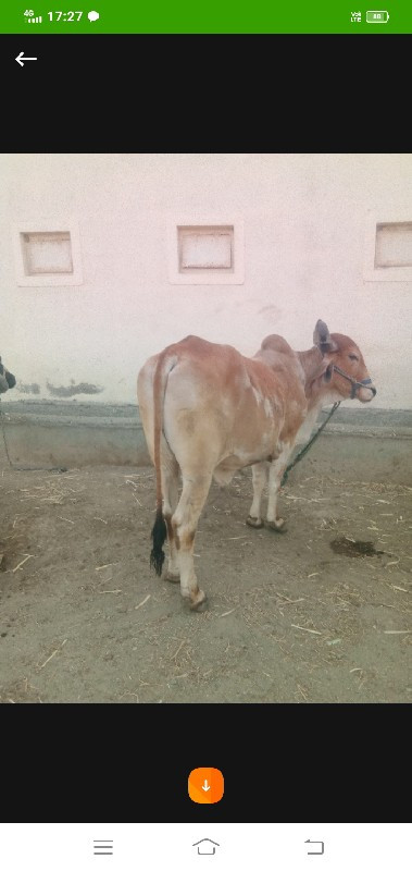 બળદ