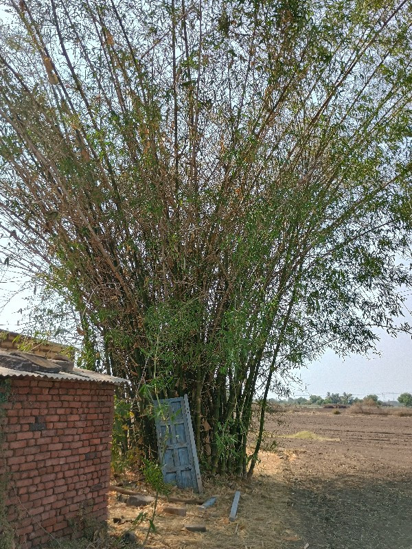 વાસ નકોર અને પો...
