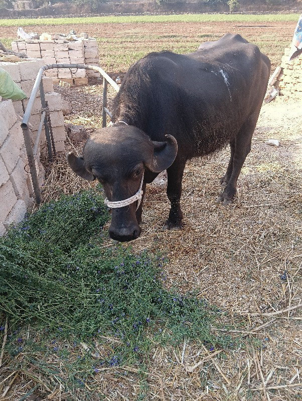 પાડી દેવાની છે