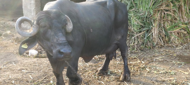 ભેશ વેચવાની  છે