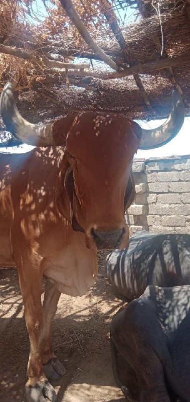 ગાય વેચવાની છે....