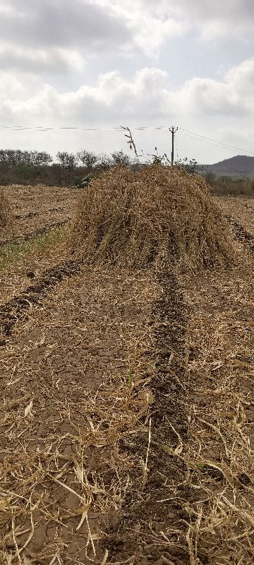 ચાર ચારી છે