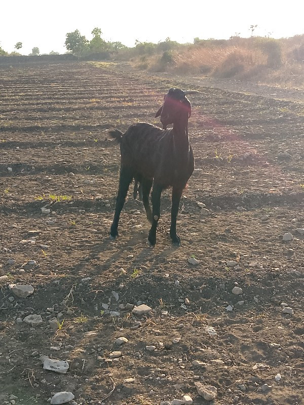 ભાવમાં ફેરફાર થ...