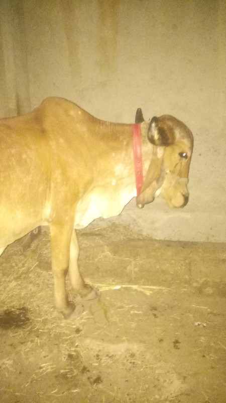 વાછડાવે જવાના છ...