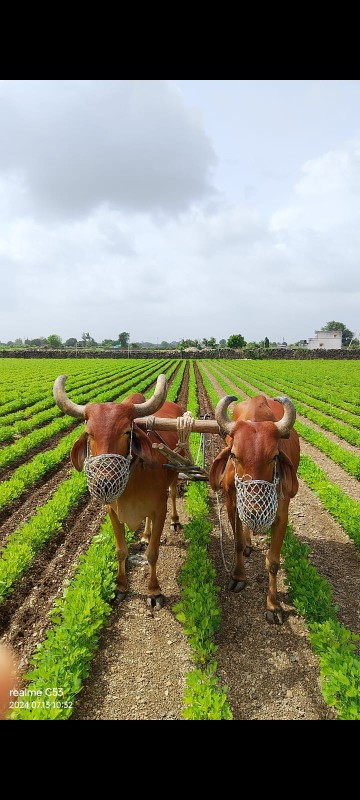 આ બરધુ વેચવાના...