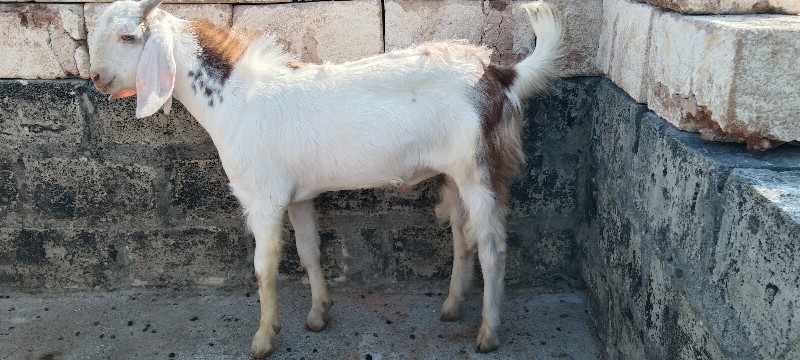 આ બકરા વેચવાના...