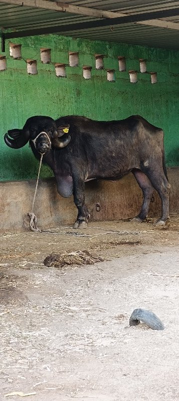 ઓરીજન જાફરાબાદી...
