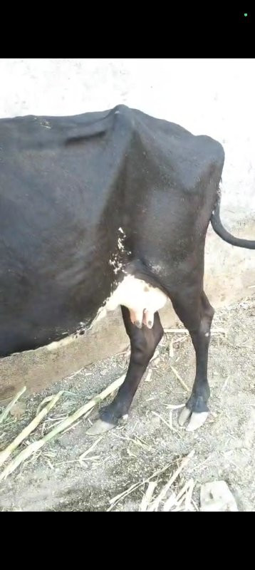 આ ગાય વેચવાની છ...