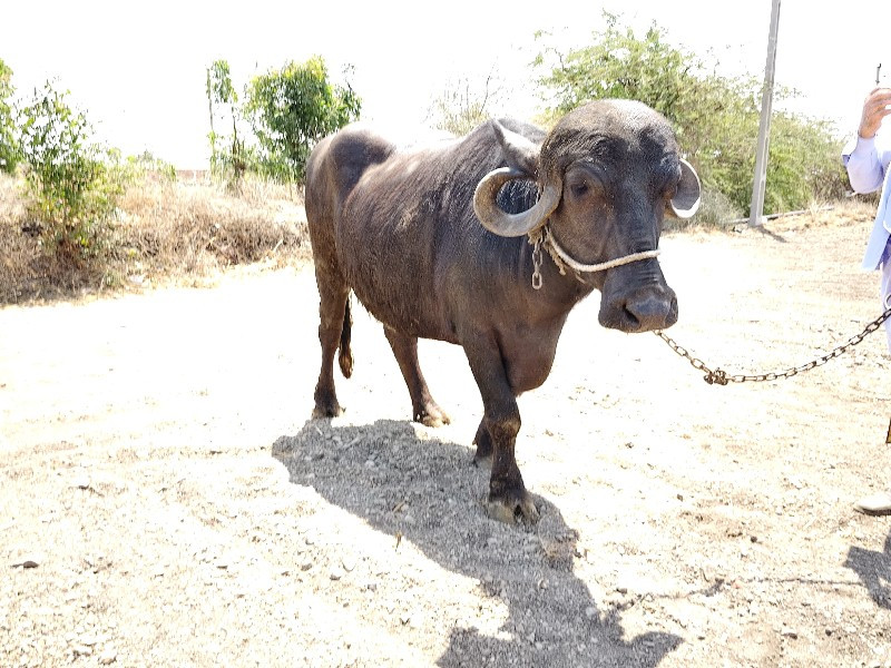 ભેંશ