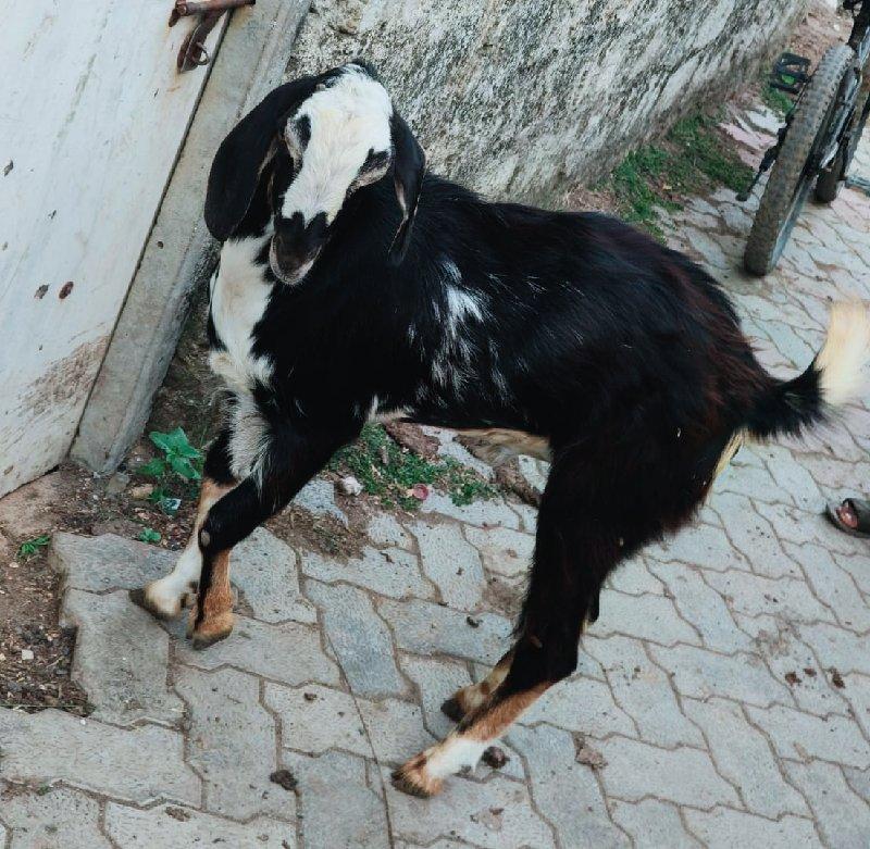 थंबनेल 2