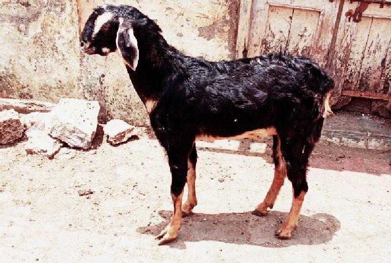 थंबनेल 3