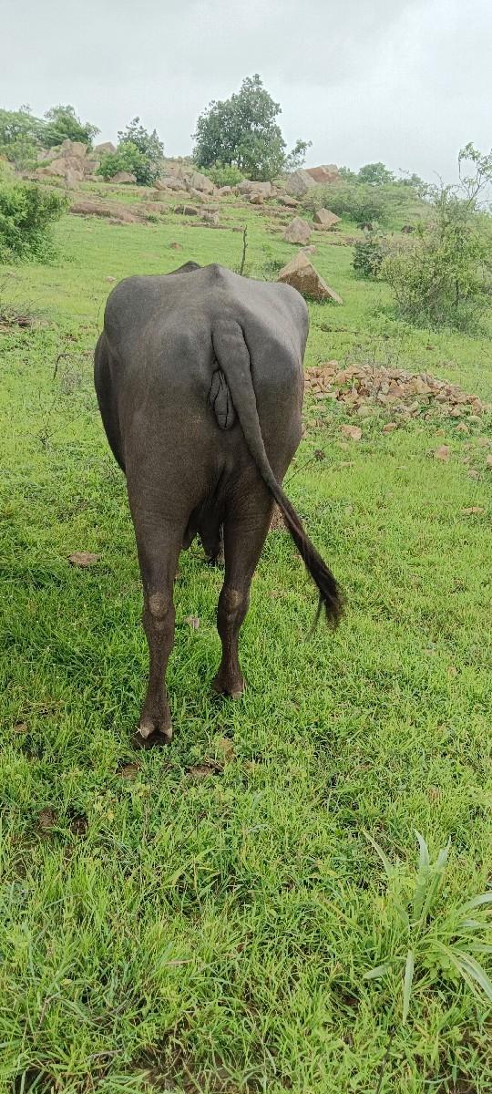 થંબનેલ 2