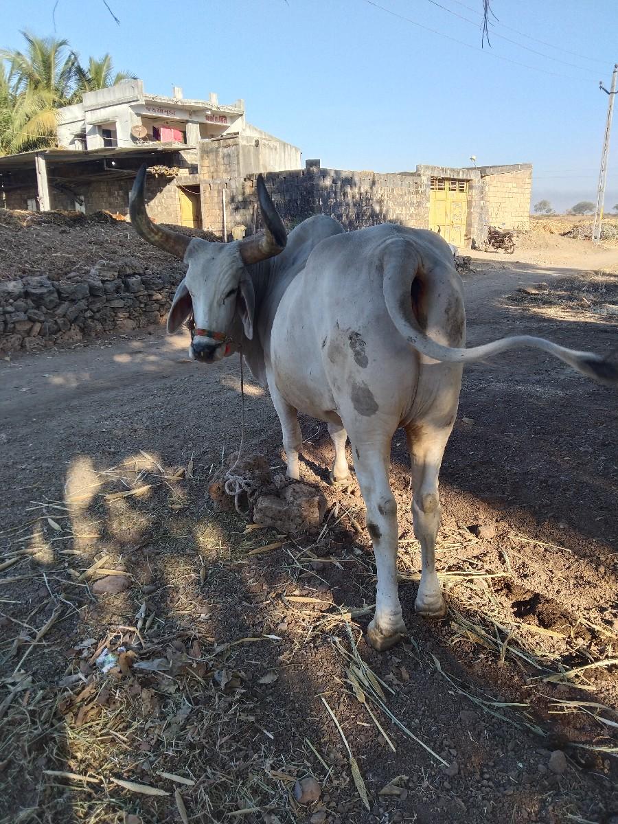 થંબનેલ 2