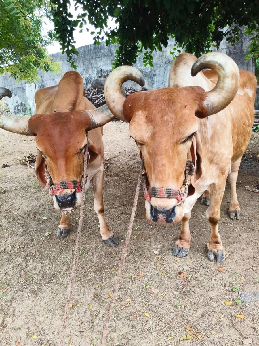 થંબનેલ 3