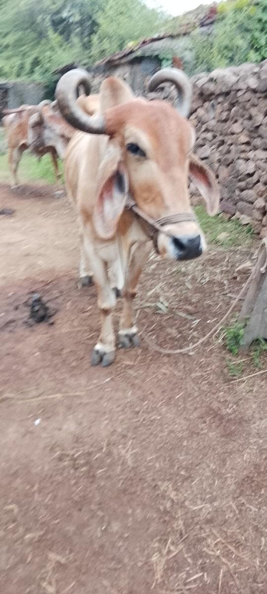 બરદવેશવાનાછે