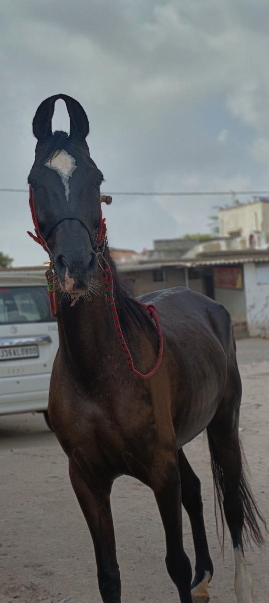 ઘોડી વેચવાની છે