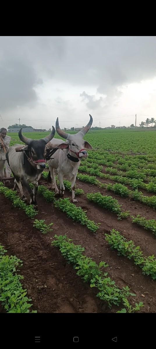 થંબનેલ 3