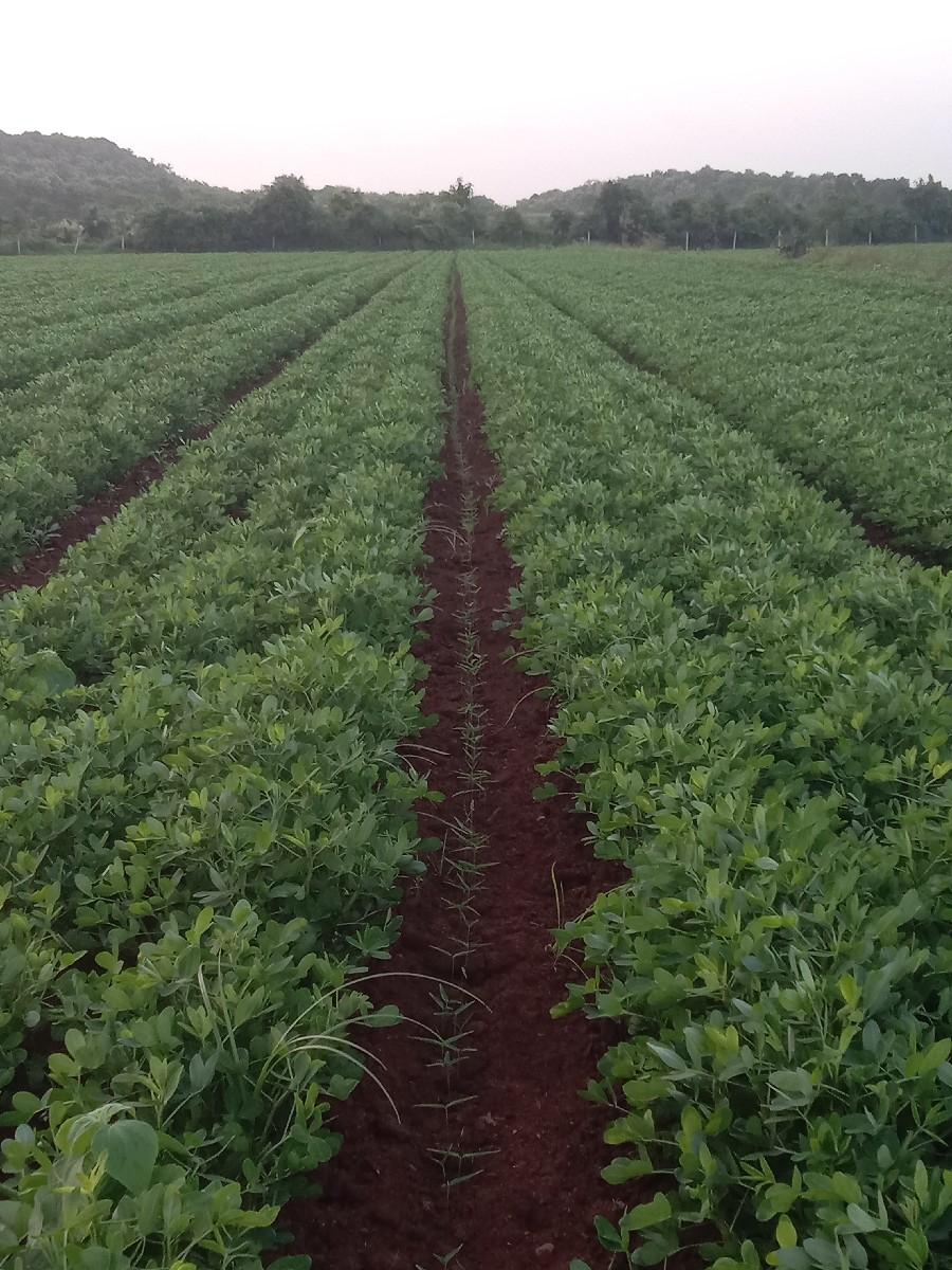 રસો વેચવાનો છે