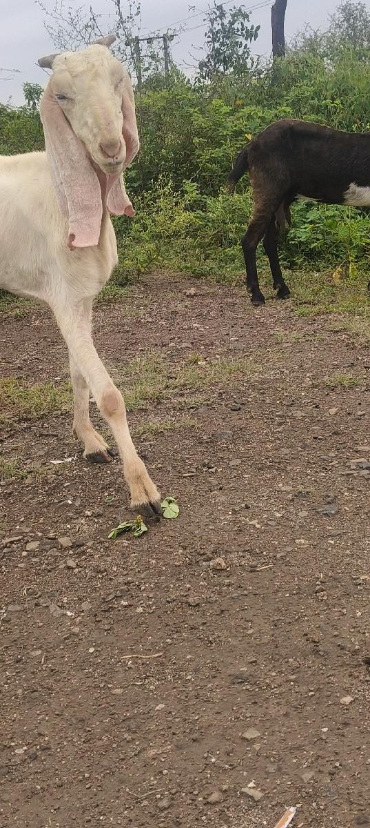 થંબનેલ 3