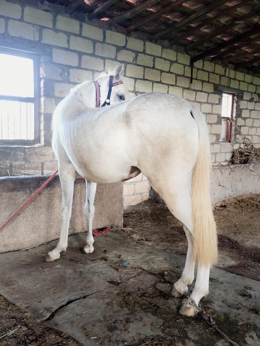 વછેરી સફેદ  ફુલ જવાબદારી