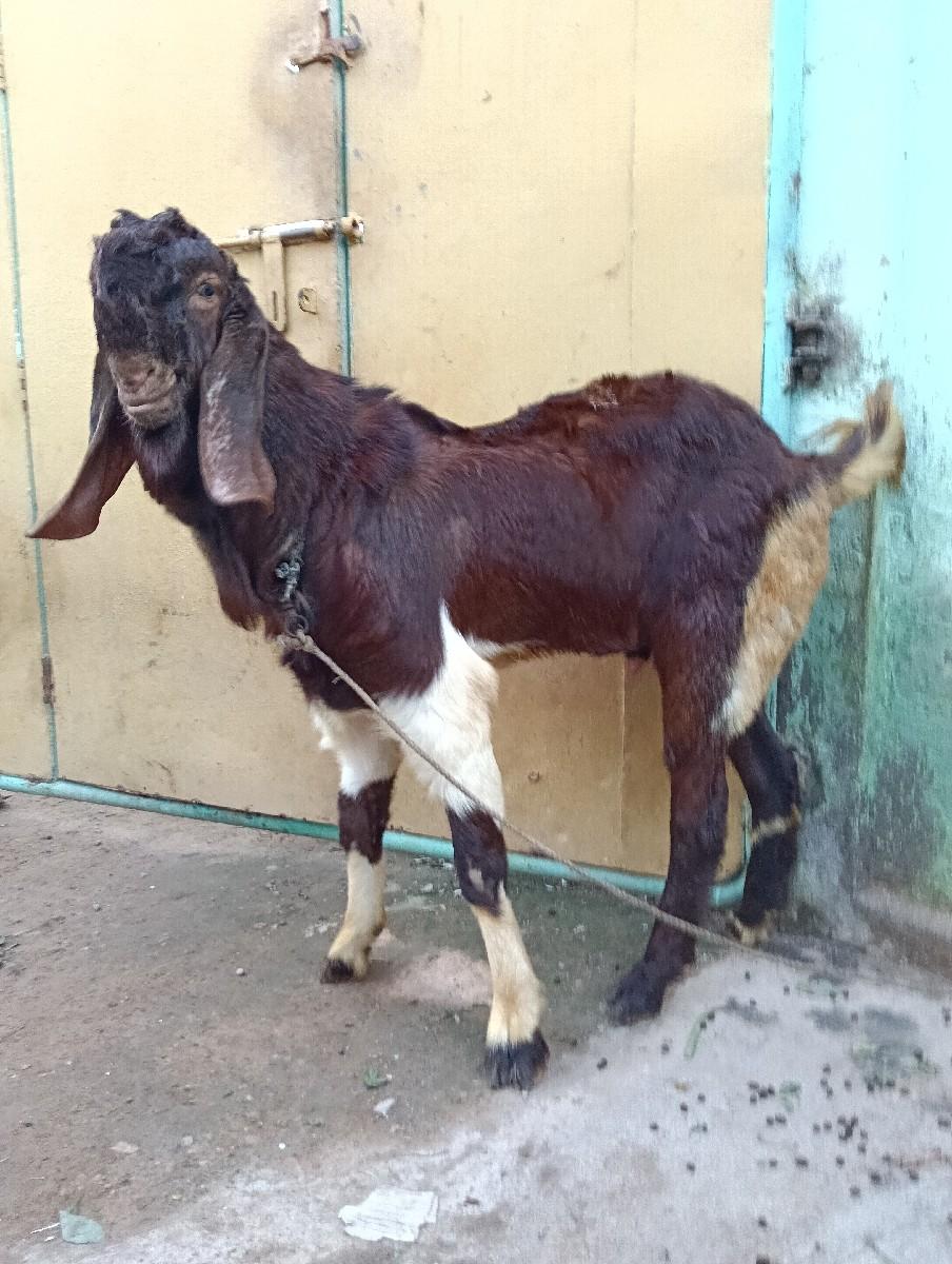 થંબનેલ 3