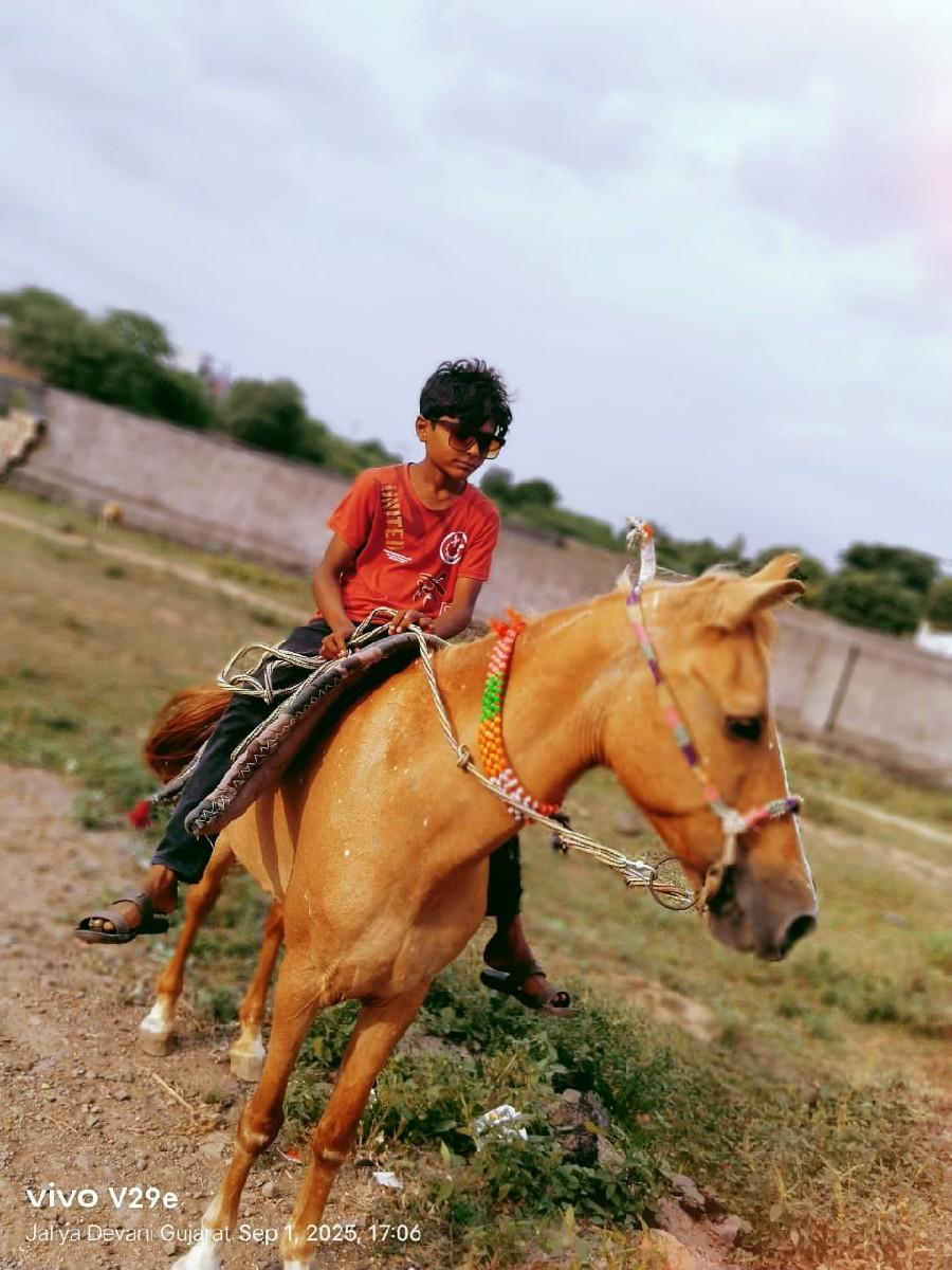 ઘોડી વેચવાની છે