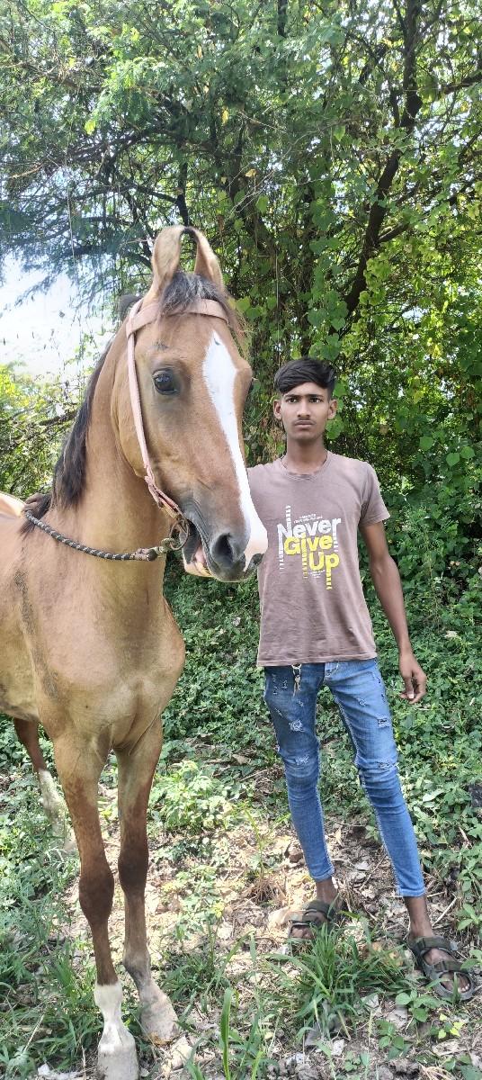 થંબનેલ 2