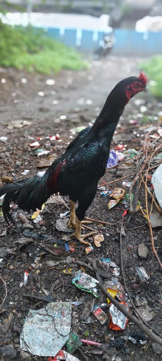 મુરઘો અસીલ વેચવાનો છે